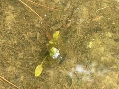 Ranunculus laxicaulis