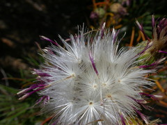 Ptilostemon chamaepeuce
