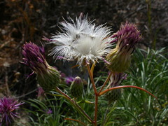 Ptilostemon chamaepeuce