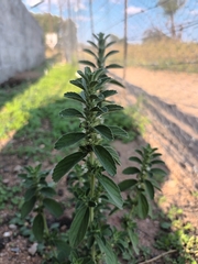 Leucas neuflizeana
