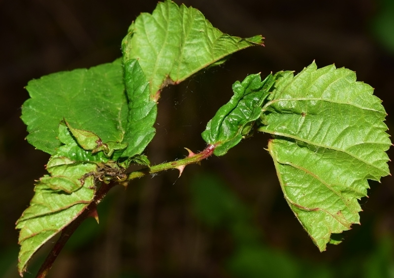 Blackberry Leaf Midge