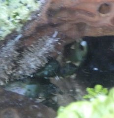 Mithraculus sculptus