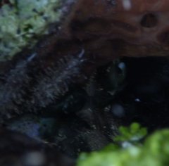 Mithraculus sculptus