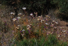 Ptilostemon chamaepeuce