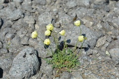 Papaver lapponicum