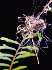 Stegodyphus sarasinorum