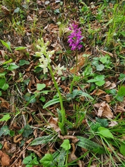 Orchis × penzigiana