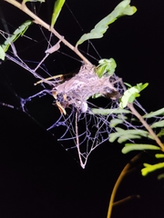 Stegodyphus sarasinorum