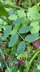 Lathyrus polyphyllus