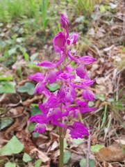 Orchis × penzigiana