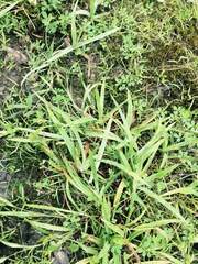 Carex glaucodea