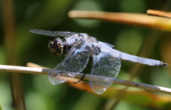 Libellula nodisticta