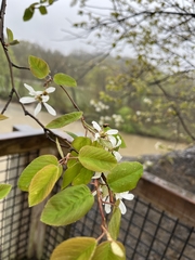 Amelanchier amabilis