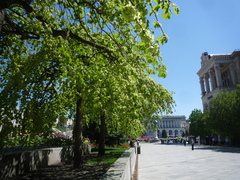 Ulmus laevis