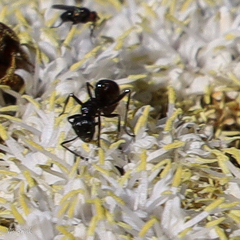 Myrmicaria nigra