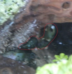 Mithraculus sculptus