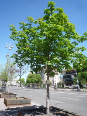 Aesculus × carnea