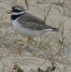 Charadrius hiaticula