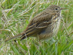 Anthus pratensis