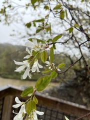 Amelanchier amabilis