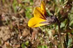 Viola pedunculata