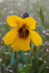 Viola pedunculata