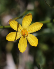 Sisyrinchium longipes