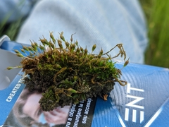 Physcomitrium pyriforme