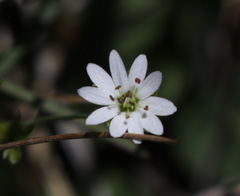 Stellaria longipes