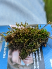 Physcomitrium pyriforme