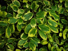 Ilex × altaclerensis