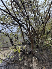 Amelanchier amabilis