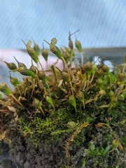 Physcomitrium pyriforme