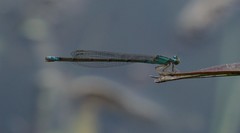 Enallagma traviatum traviatum