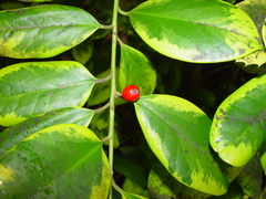 Ilex × altaclerensis