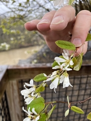 Amelanchier amabilis
