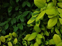 Ilex × altaclerensis