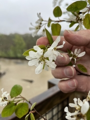Amelanchier amabilis