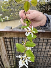 Amelanchier amabilis
