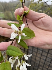 Amelanchier amabilis