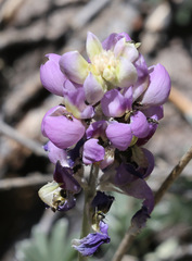 Lupinus excubitus