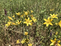 Triteleia ixioides ixioides