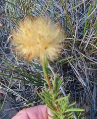 Pteronia tenuifolia