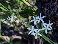 Wahlenbergia axillaris