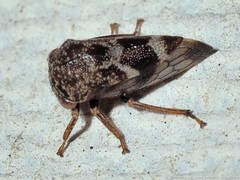 Ophiderma pubescens