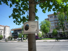 Aesculus × carnea