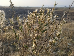 Baccharis pteronioides