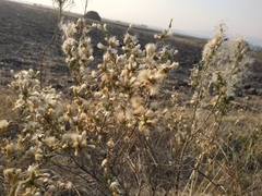 Baccharis pteronioides