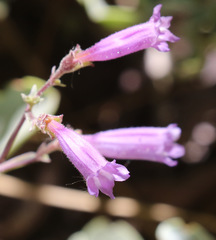 Penstemon caesius