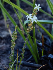 Wahlenbergia axillaris